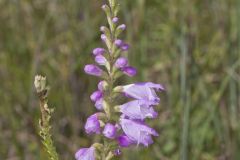 Obedient Plant, Physostegia virginiana