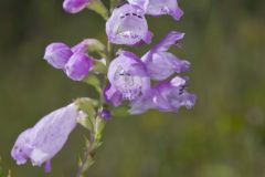 Obedient Plant, Physostegia virginiana