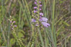 Obedient Plant, Physostegia virginiana