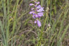 Obedient Plant, Physostegia virginiana
