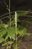 October Ladies' Tresses, Spiranthes ovalis