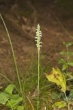 October Ladies' Tresses, Spiranthes ovalis