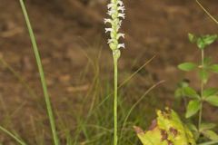 October Ladies' Tresses