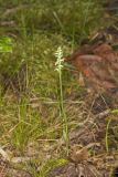 October Ladies' Tresses, Spiranthes ovalis