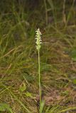 October Ladies' Tresses, Spiranthes ovalis