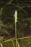 October Ladies' Tresses, Spiranthes ovalis