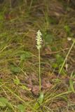October Ladies' Tresses, Spiranthes ovalis