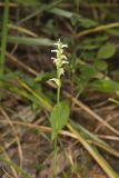 October Ladies' Tresses, Spiranthes ovalis