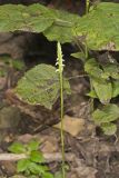 October Ladies' Tresses, Spiranthes ovalis