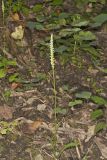 October Ladies' Tresses, Spiranthes ovalis