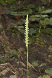 October Ladies' Tresses, Spiranthes ovalis