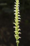 October Ladies' Tresses, Spiranthes ovalis