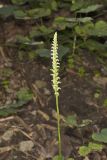 October Ladies' Tresses, Spiranthes ovalis