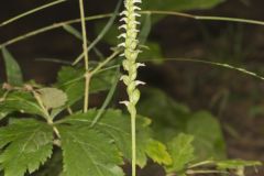 October Ladies' Tresses, Spiranthes ovalis