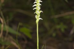 October Ladies' Tresses, Spiranthes ovalis
