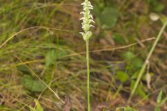 October Ladies' Tresses, Spiranthes ovalis