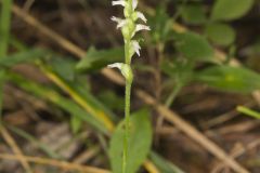 October Ladies' Tresses, Spiranthes ovalis