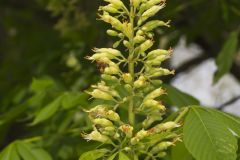 Ohio Buckeye, Aesculus glabra