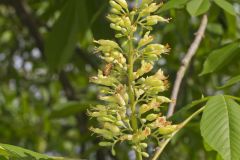 Ohio Buckeye, Aesculus glabra