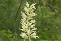 Ohio Buckeye, Aesculus glabra