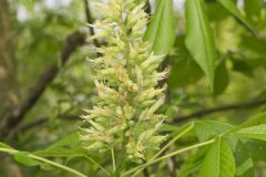 Ohio Buckeye, Aesculus glabra