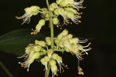 Ohio Buckeye, Aesculus glabra