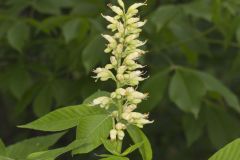 Ohio Buckeye, Aesculus glabra