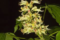 Ohio Buckeye, Aesculus glabra