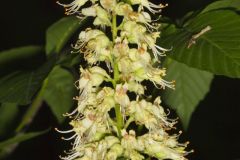 Ohio Buckeye, Aesculus glabra