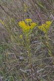 Ohio Goldenrod, Oligoneuron ohioense