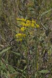 Ohio Goldenrod, Oligoneuron ohioense