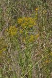 Ohio Goldenrod, Oligoneuron ohioense