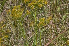 Ohio Goldenrod