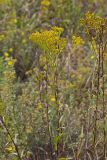 Ohio Goldenrod, Oligoneuron ohioense