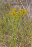 Ohio Goldenrod, Oligoneuron ohioense