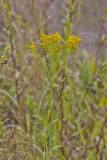 Ohio Goldenrod, Oligoneuron ohioense