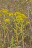 Ohio Goldenrod, Oligoneuron ohioense