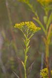 Ohio Goldenrod, Oligoneuron ohioense