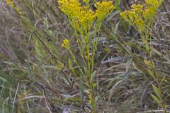 Ohio Goldenrod, Oligoneuron ohioense