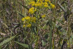 Ohio Goldenrod, Oligoneuron ohioense