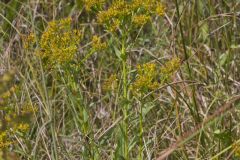 Ohio Goldenrod, Oligoneuron ohioense