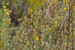 Ohio Goldenrod, Oligoneuron ohioense