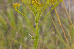 Ohio Goldenrod, Oligoneuron ohioense