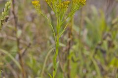 Ohio Goldenrod, Oligoneuron ohioense