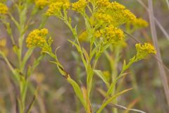 Ohio Goldenrod, Oligoneuron ohioense