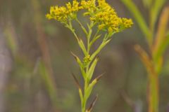 Ohio Goldenrod, Oligoneuron ohioense