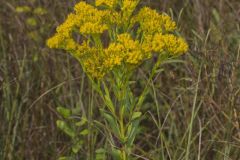 Ohio Goldenrod, Oligoneuron ohioense