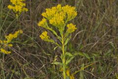 Ohio Goldenrod, Oligoneuron ohioense