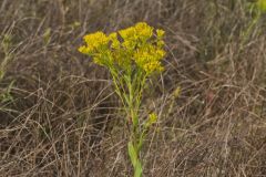 Ohio Goldenrod, Oligoneuron ohioense
