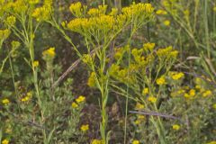 Ohio Goldenrod, Oligoneuron ohioense